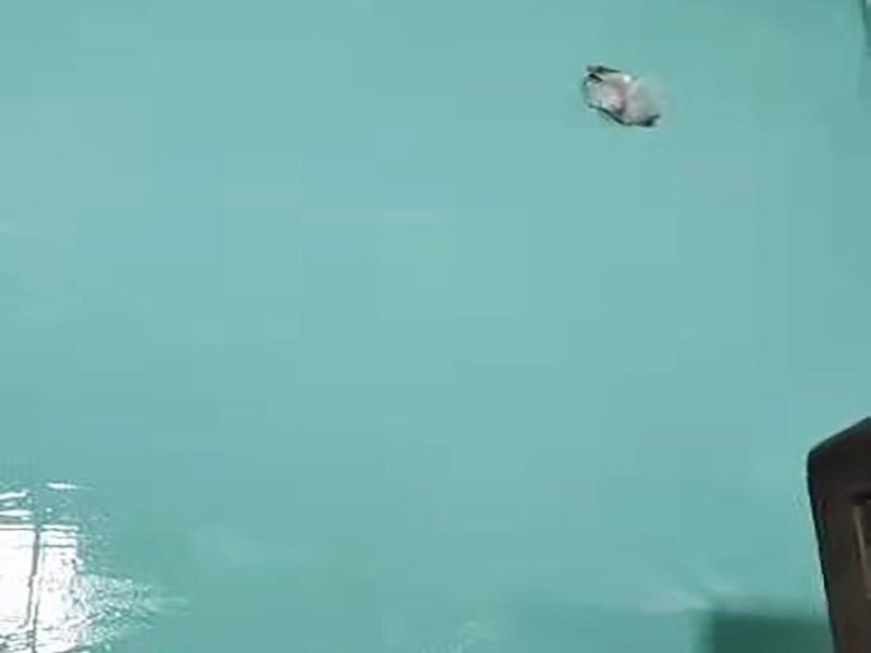 常德衛(wèi)生間防水多少錢一平方